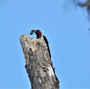 Red-headed Woodpecker