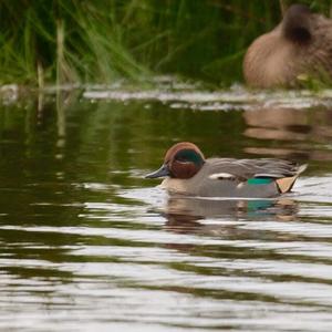 Common Teal