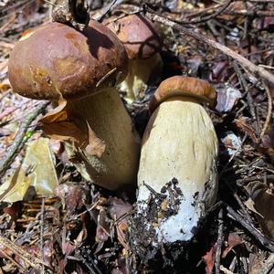 Summer Bolete