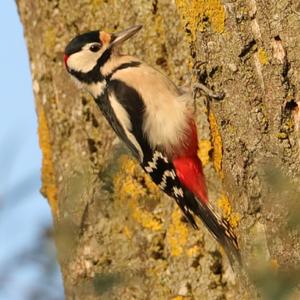 Great Spotted Woodpecker