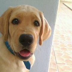 Retriever (Labrador)