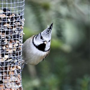 Crested Tit