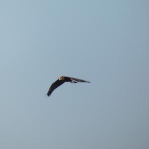 Western Marsh-harrier