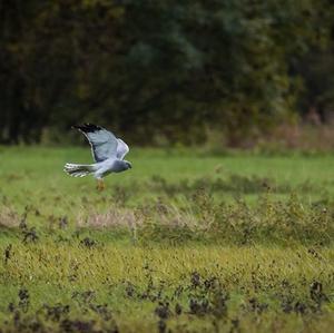 Northern Harrier