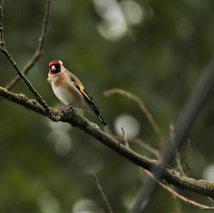 European Goldfinch