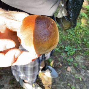 King Bolete