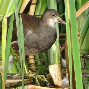 Common Moorhen