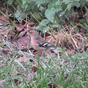 Eurasian Chaffinch