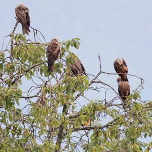 Black Kite