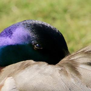 Mallard