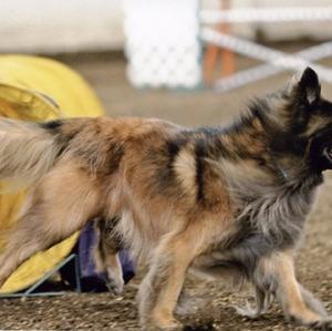 Belgian Tervuren