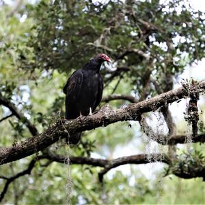 Turkey Vulture