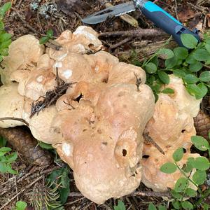 Sheep Polypore