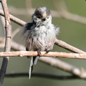 Long-tailed Tit