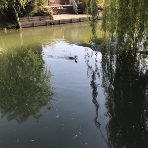 Great Crested Grebe