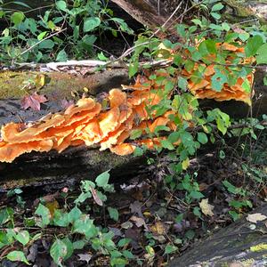 Chicken Mushroom