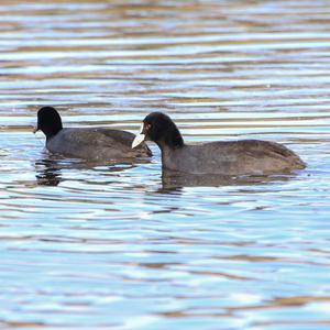 Common Coot