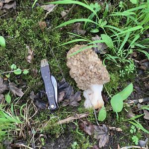 Yellow Morel