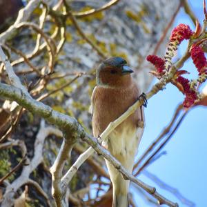 Eurasian Chaffinch