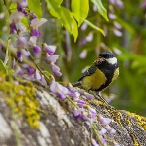 Great Tit