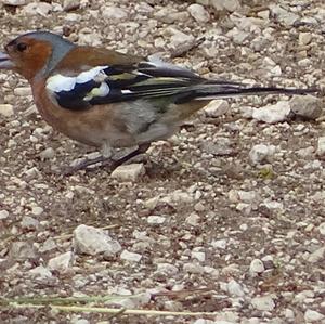 Eurasian Chaffinch