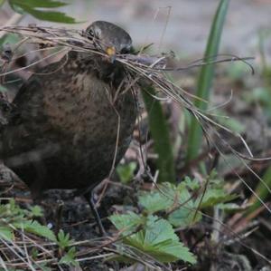 Eurasian Blackbird