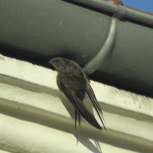 Common Swift