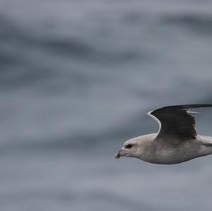 Northern Fulmar