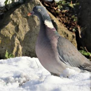 Common Wood-pigeon