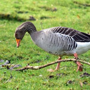 Greylag Goose