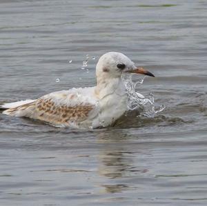 Black-headed Gull