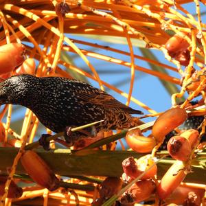 Common Starling