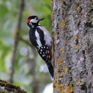 Great Spotted Woodpecker