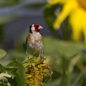 European Goldfinch