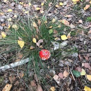 Fly Agaric