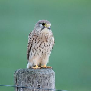 Common Kestrel