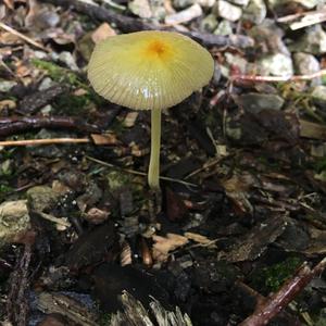 Coprinus auricomus