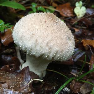 Gem-studded Puffball