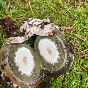 Stinkhorn, Common