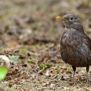 Eurasian Blackbird