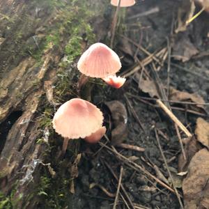 Mycena, Common