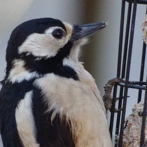 Great Spotted Woodpecker