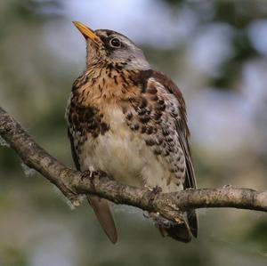 Fieldfare