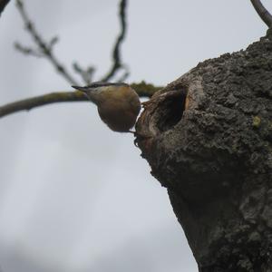 Wood Nuthatch