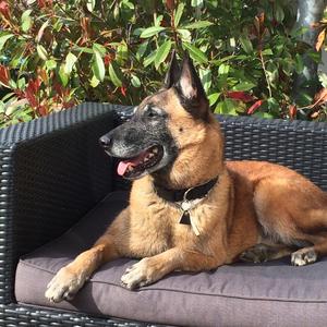 Belgian Malinois