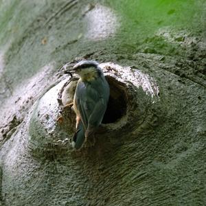 Wood Nuthatch