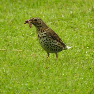 Song Thrush