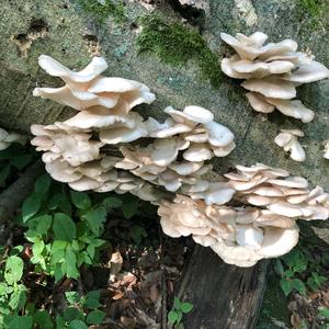 Oyster Mushroom