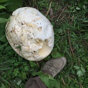 Giant Puffball