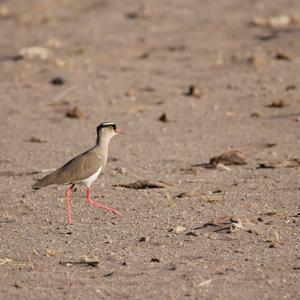 Crowned Lapwing